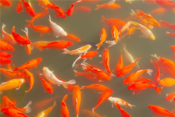 梦见一群红色的鱼在水里游,梦见一群红色的鱼在水里游动