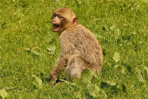 属相猴出生年份和岁数性格,不同年份属猴人的性格和命运