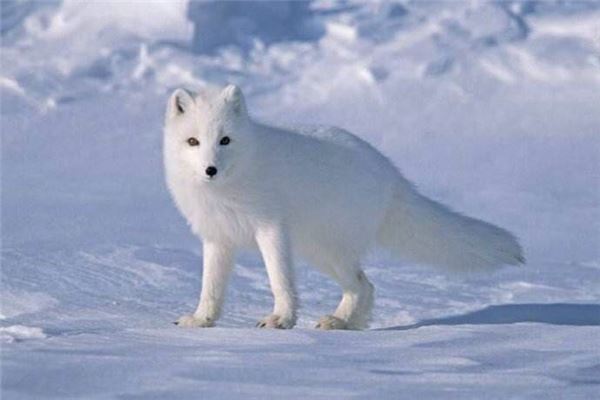 做梦梦见白狐狸的象征寓意说法是什么意思(图文),梦到白色狐狸是什么