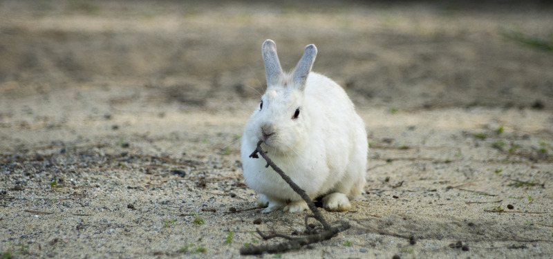 生肖兔2022年几岁了 属兔的多大年龄